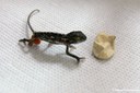 Chamaeleo calyptratus