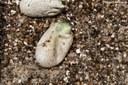 Chamaeleo calyptratus