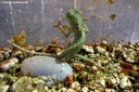 Chamaeleo calyptratus