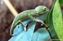Chamaeleo calyptratus