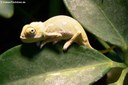 Chamaeleo calyptratus