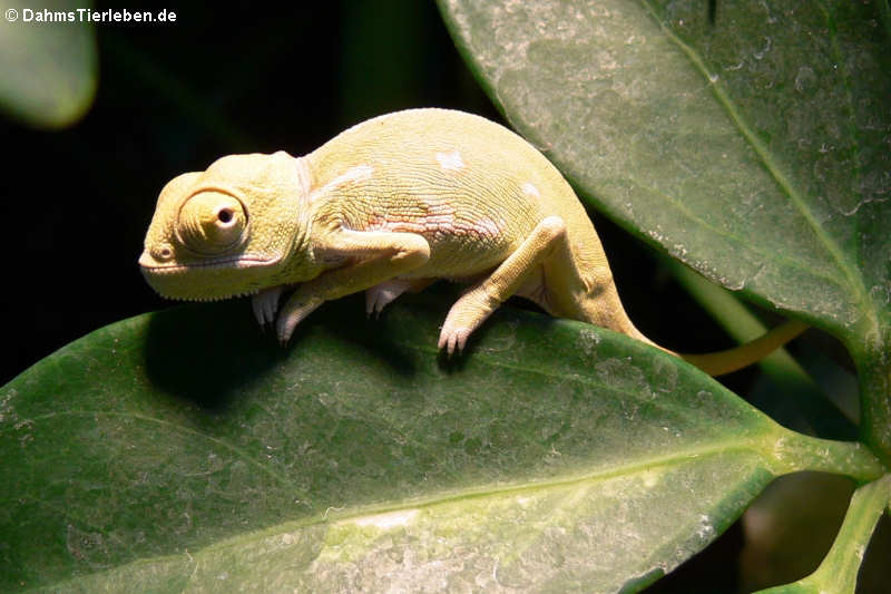 Chamaeleo calyptratus