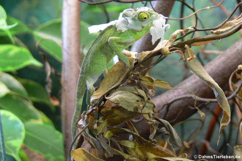 Chamaeleo calyptratus