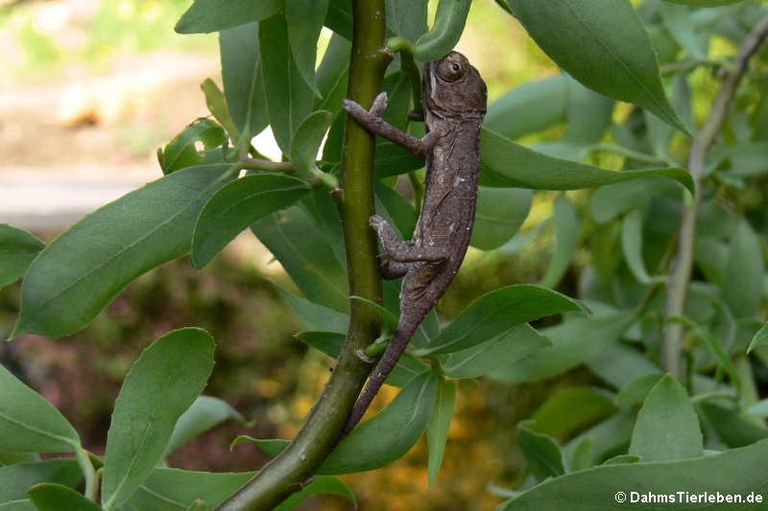 Chamaeleo calyptratus