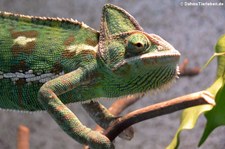 Jemen-Chamäleon (Chamaeleo calyptratus) bei DahmsTierleben