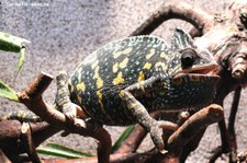 Jemen-Chamäleon (Chamaeleo calyptratus) bei DahmsTierleben