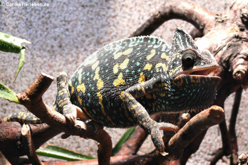 Chamaeleo calyptratus