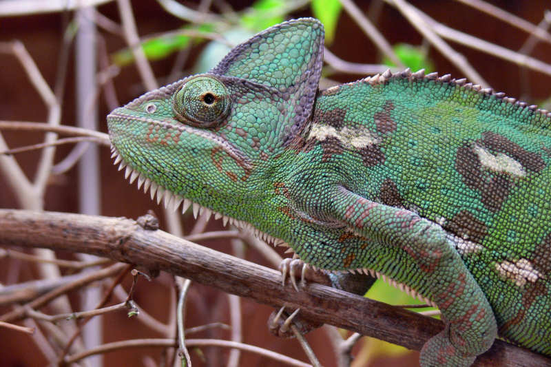 Jemen-Chamäleon (Chamaeleo calyptratus)