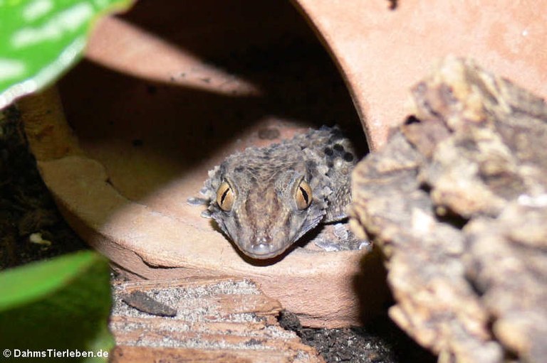 Chondrodactylus turneri