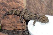 Turners Dickfingergecko (Chondrodactylus turneri) bei DahmsTierleben