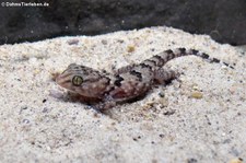 Junger Turners Dickfingergecko (Chondrodactylus turneri) bei DahmsTierleben