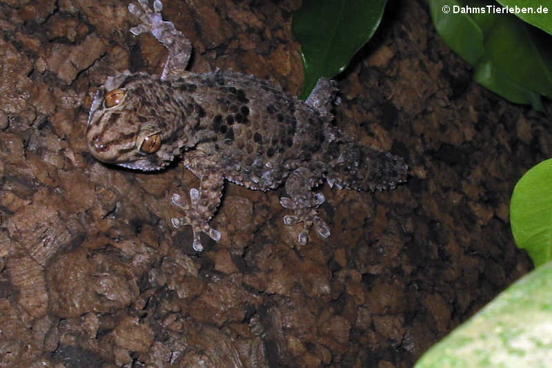 Turners Dickfingergecko (Chondrodactylus turneri)