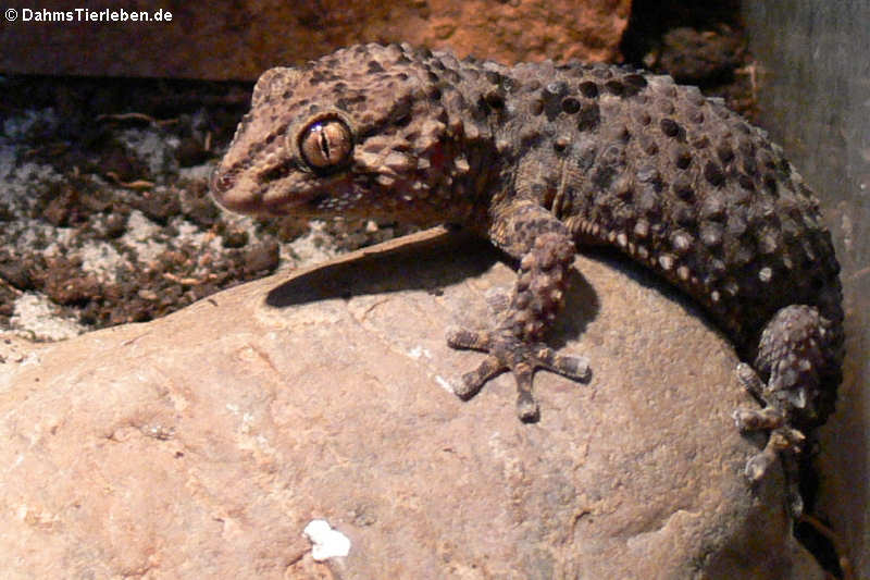 Turners Dickfingergecko (Chondrodactylus turneri)