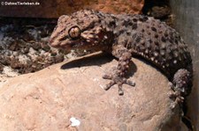 Turners Dickfingergecko (Chondrodactylus turneri) bei DahmsTierleben