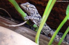 Turners Dickfingergecko (Chondrodactylus turneri) bei DahmsTierleben