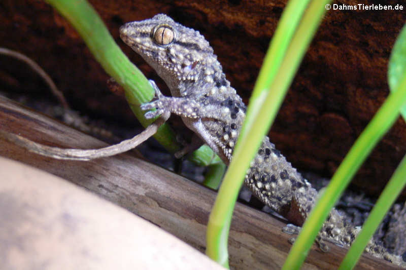 Turners Dickfingergecko (Chondrodactylus turneri)