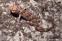 Chondrodactylus turneri