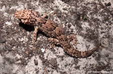 Turners Dickfingergecko (Chondrodactylus turneri) bei DahmsTierleben