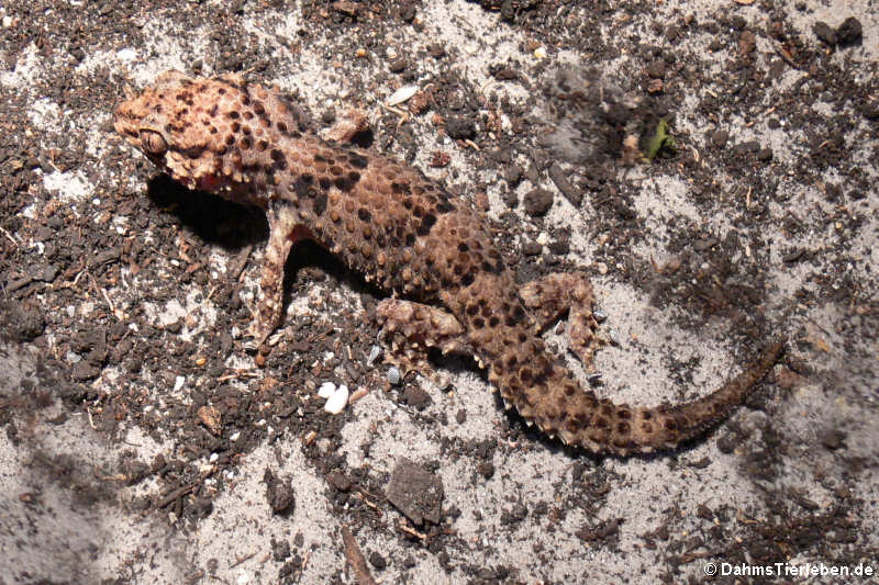 Turners Dickfingergecko (Chondrodactylus turneri)