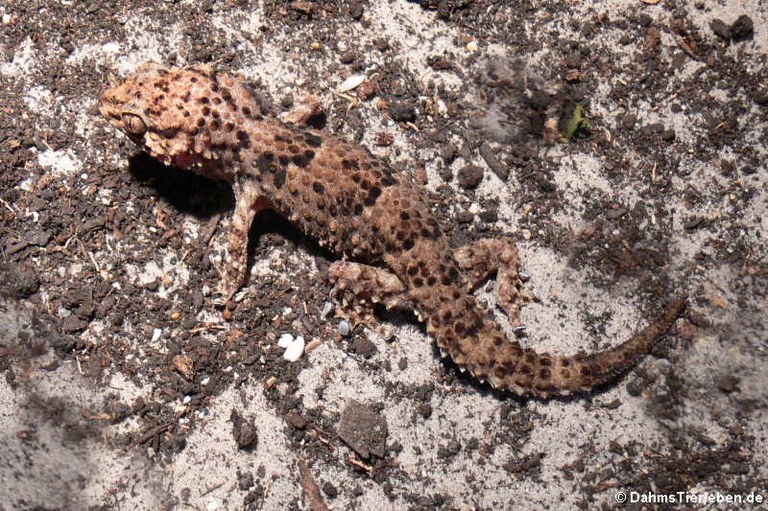 Chondrodactylus turneri