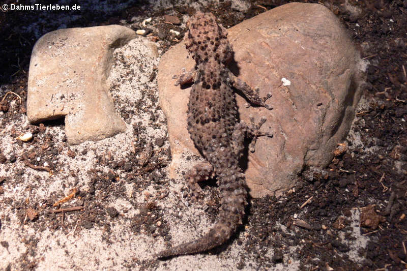 Turners Dickfingergecko (Chondrodactylus turneri)