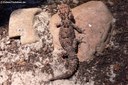 Chondrodactylus turneri