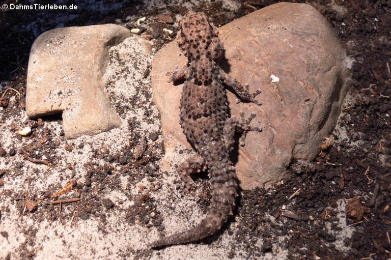 Chondrodactylus turneri