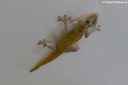 Gecko badenii
