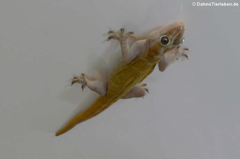 Gecko badenii