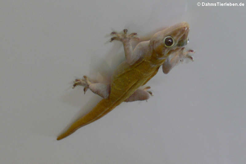 Gecko badenii