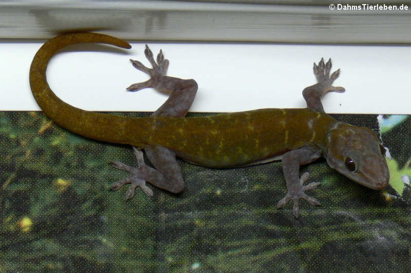 Goldgecko (Gekko badenii)