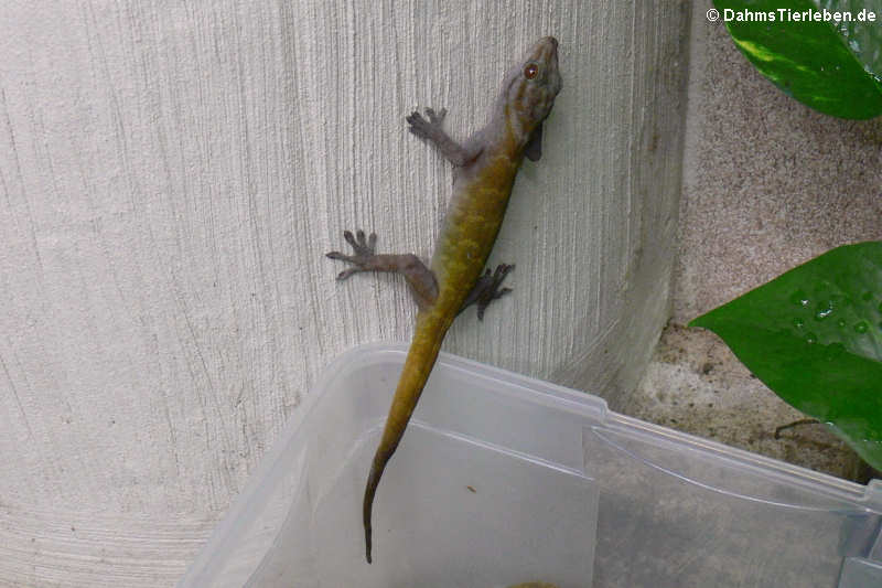 Goldgecko (Gekko badenii)