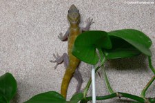 Goldgecko (Gekko badenii) bei DahmsTierleben