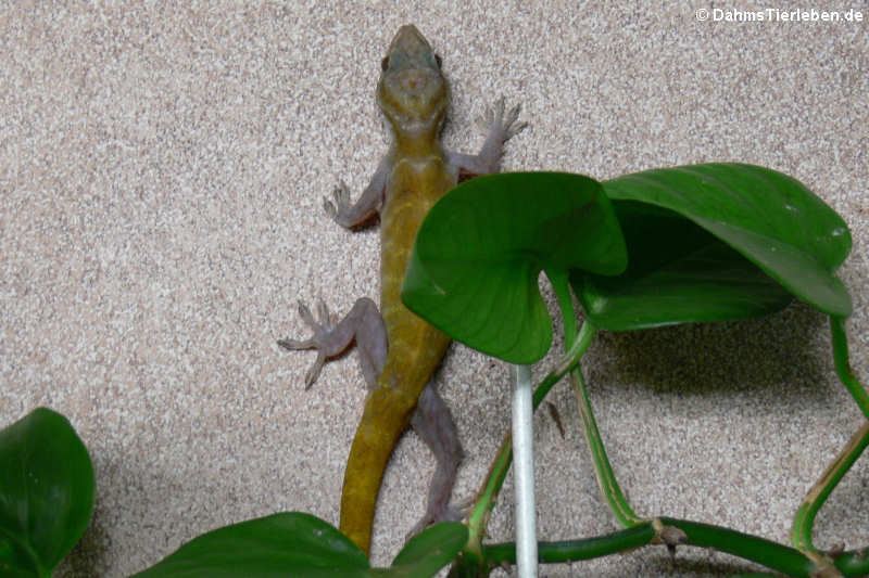 Goldgecko (Gekko badenii)