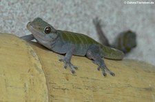 Goldgecko (Gekko badenii) bei DahmsTierleben