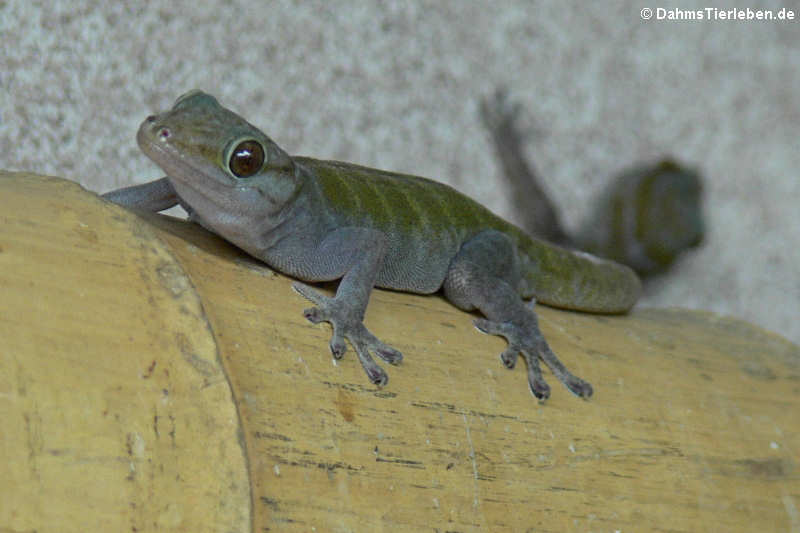 Goldgecko (Gekko badenii)