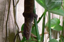 Goldgecko (Gekko badenii) bei DahmsTierleben