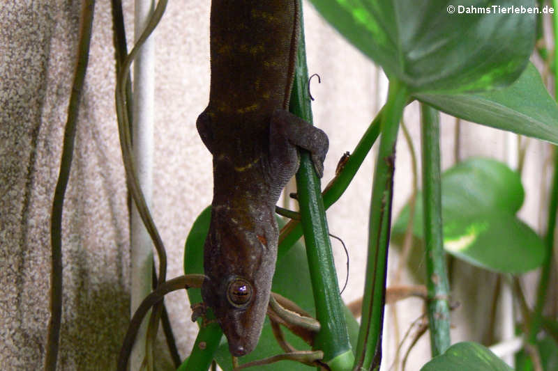 Goldgecko (Gekko badenii)-6