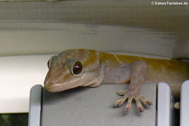 Die Geckos liegen immer auf der Lauer ...