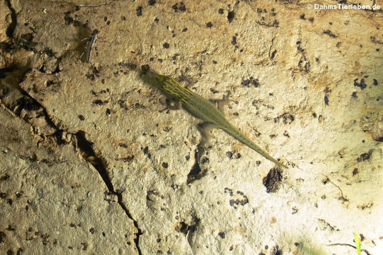 Lygodactylus picturatus