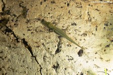 Gelbkopf-Zwergeckos (Lygodactylus picturatus), aufgenommen bei DahmsTierleben