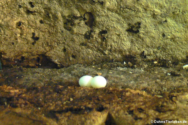 Eier im Terrarium