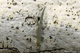 Lygodactylus picturatus (Gelbkopf Zwerggecko)