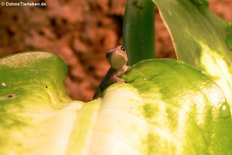 Lygodactylus picturatus