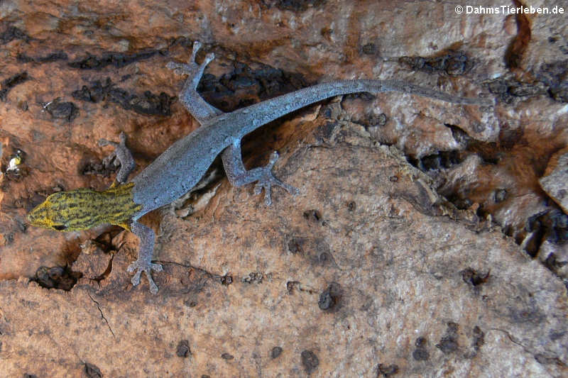 Lygodactylus picturatus (Gelbkopf Zwerggecko)