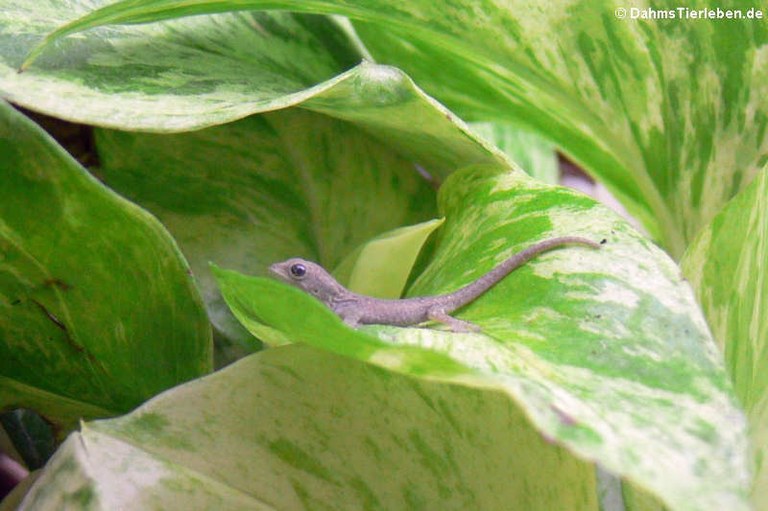 Lygodactylus picturatus