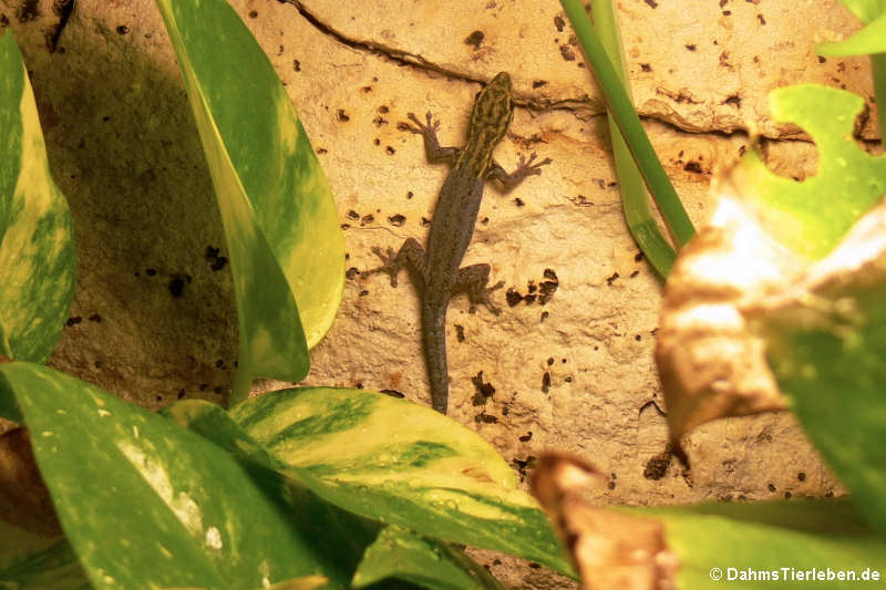 Lygodactylus picturatus (Gelbkopf Zwerggecko)