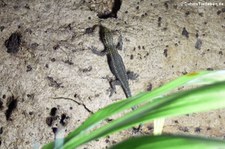 Gelbkopf-Zwergeckos (Lygodactylus picturatus), aufgenommen bei DahmsTierleben