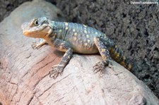 Schwarzer Hardun (Stellagama stellio picea) bei DahmsTierleben