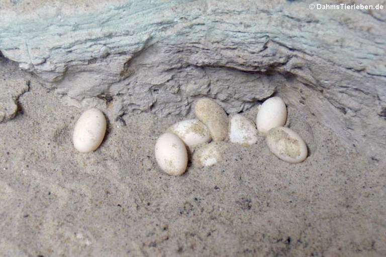 Laudakia vulgaris picea (Eiablage)